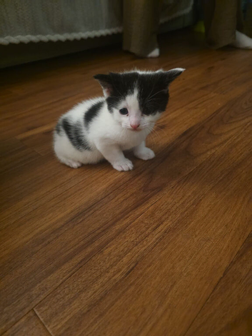 Kitten for sale