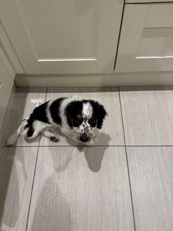 Puppy for sale