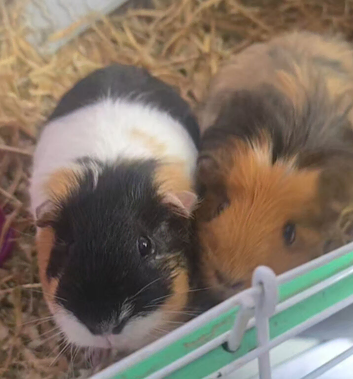 Cinnamon and Biscuit