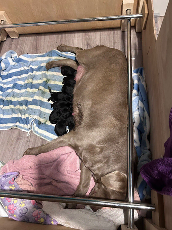 Labrador puppies