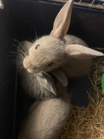 Litter of Rex mixed with Netherland dwarf s ready to leave now they are eight weeks