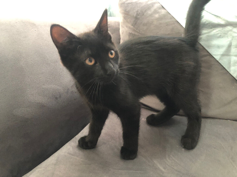 Black Male Mixed Breed