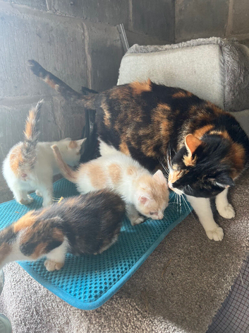 Kittens Ready Now