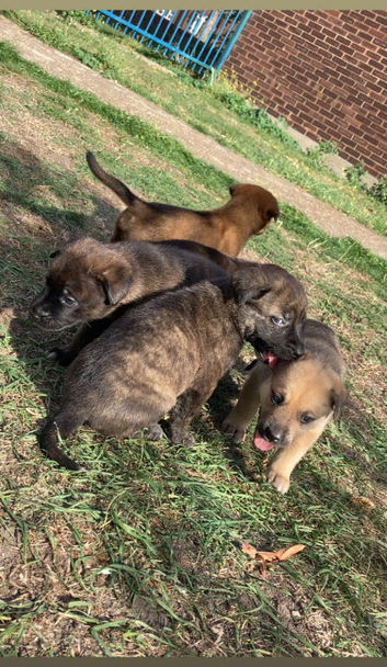 4 Lovely Gorgeous Cane Corso Girls And 1Boy