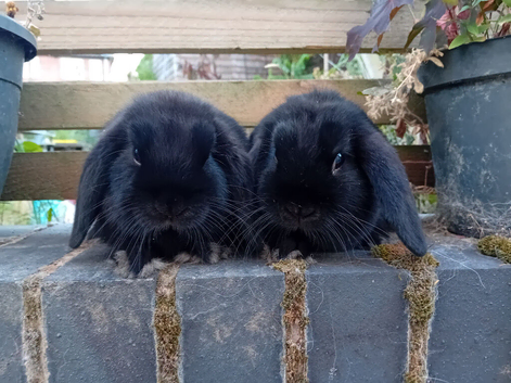 Black sisters