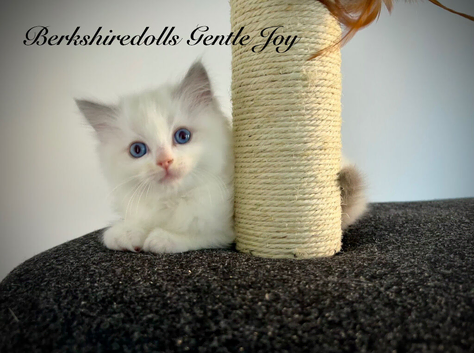 Truly amazing ragdoll pedigree kittens