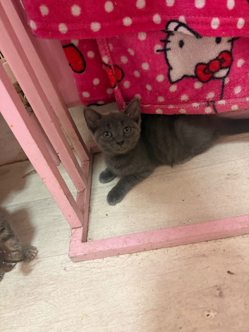 3 playful kittens left