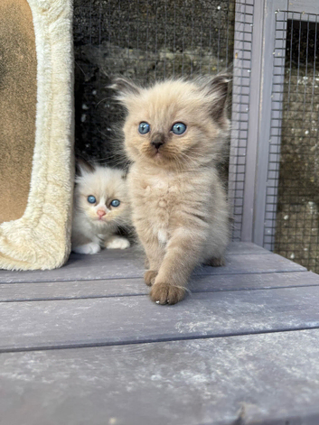 Only 3 left Mink and mink carrying ragdolls