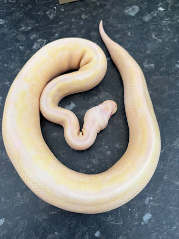 Male cinnamon candino royal python for sale