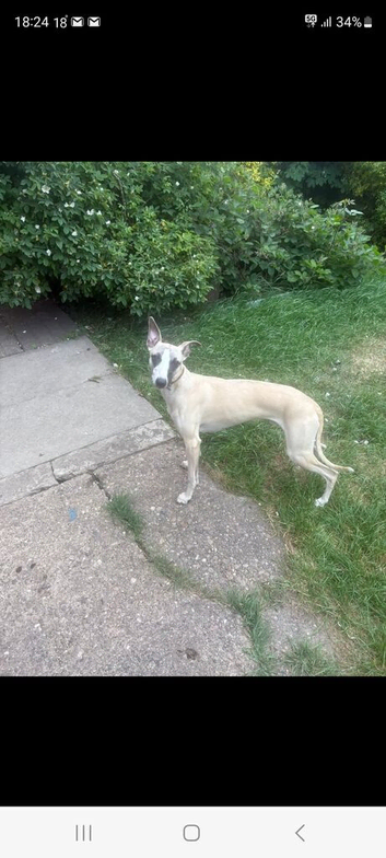 Whippet male
