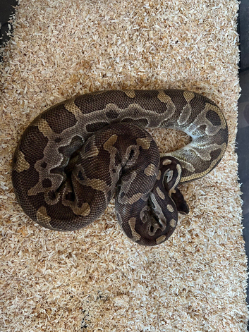 Snakes for sale