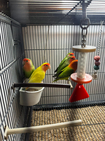 Lovebirds