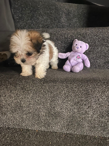 Lovely tea cup maltipoo puppies
