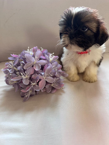 Shih Tzu puppies