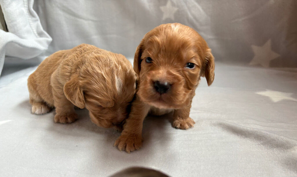 Stunning working cocker spaniel puppies