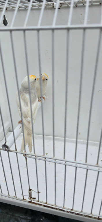BEAUTIFUL PROVEN PAIR REDPOLLS MUTATION COLORS