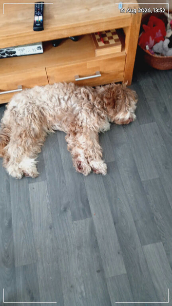 Needs rehoming