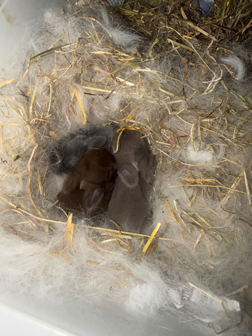 Mini lops x 3