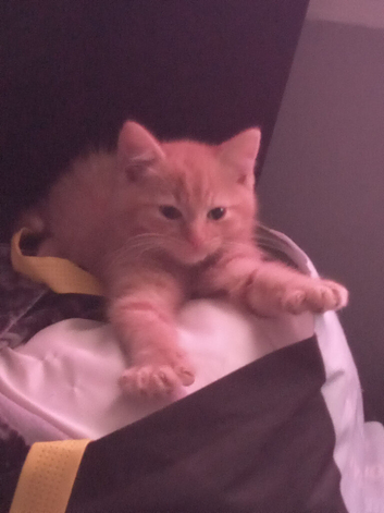 Ginger male