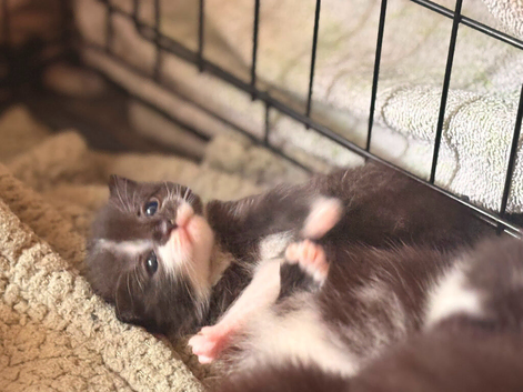 Kittens for Sale