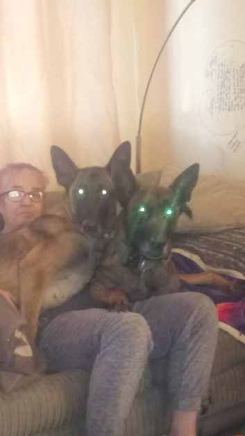 Six girls Belgium Shepherd