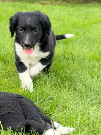 Sprollie Pups for sale