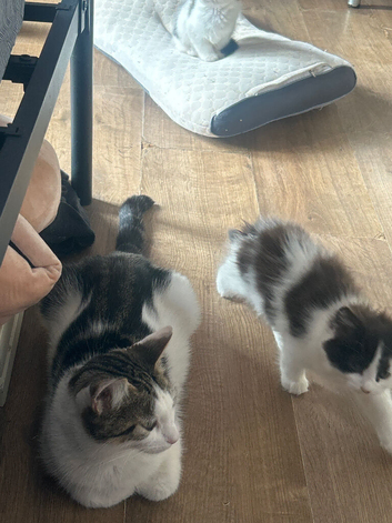 3 mixed breed kittens ready for new loving homes