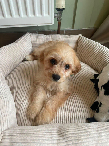Bichon  pups
