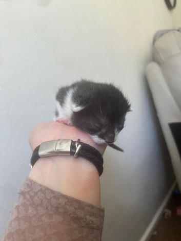 Tuxedo+black kittens
