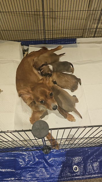 4 healthy male chihuahua pups