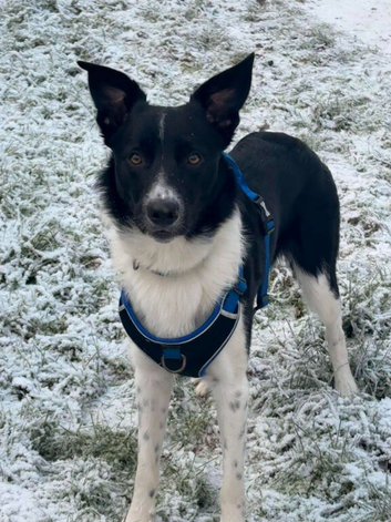 18 month old border collie male (rocky)