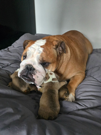 KC Red and White bulldog puppies
