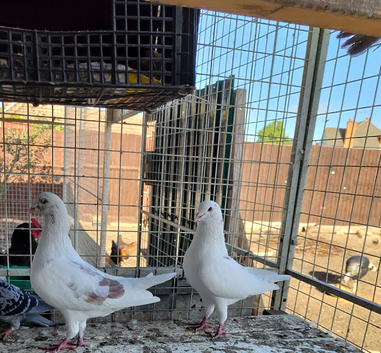 King fancy pigeon