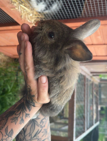 Baby rabbits
