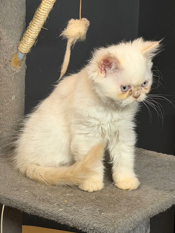 Persian kittens 3 boys 1 girls.