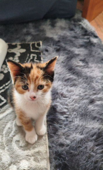 Beautiful female calico kitten available