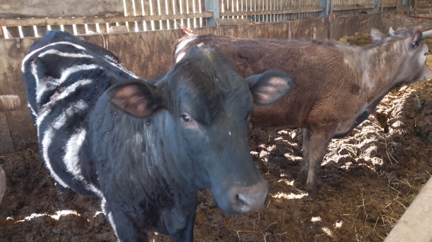 Private Sale, 2 young Heffers Both AA x BB