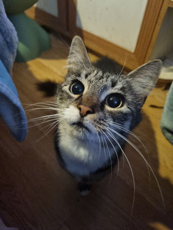 Female tabby girl