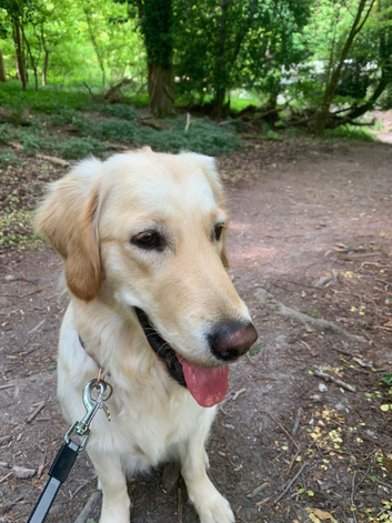 Dog walking and pet sitting
