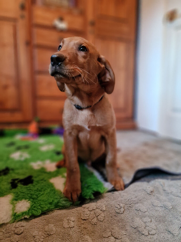 FANTASTIC FOX RED SPRINGADOR PUPPIES