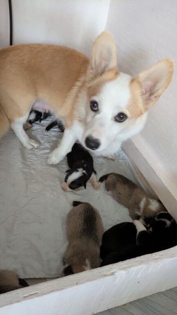 Gorgeous dna clear pembs corgi pups