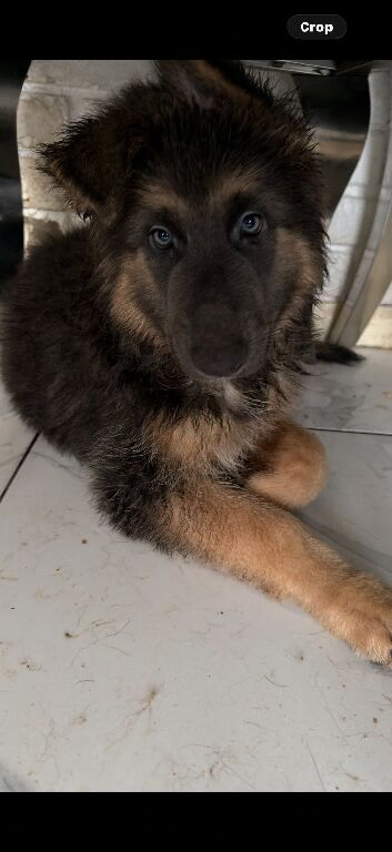 German shepard puppy girl 6 months old blue tan