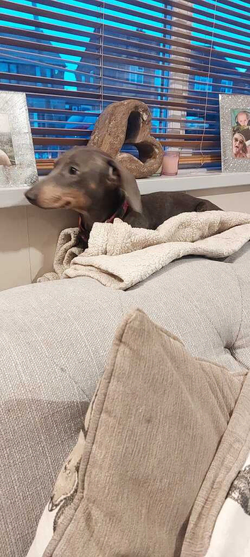 Miniature Daschund for stud only