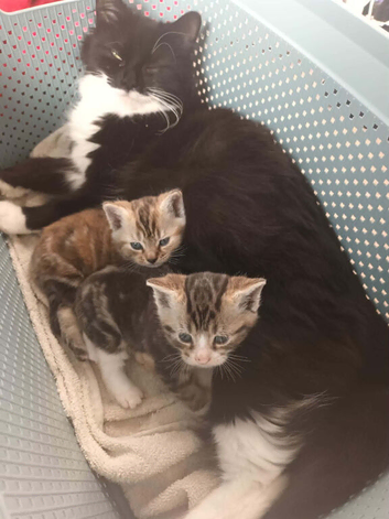 Male tabby and white kitten