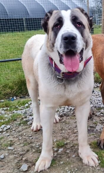 Female central asain shepherd