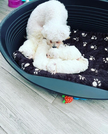 KC Registered Bichon Frise Champion Lines
