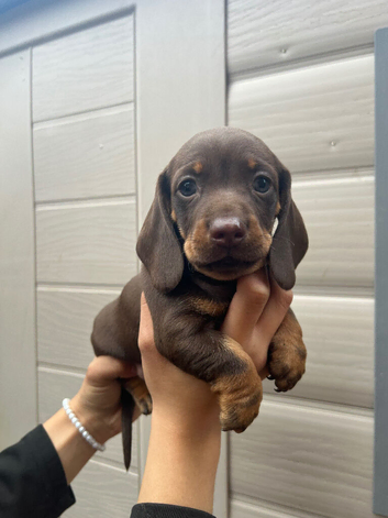 For sale chocolate 7 weeks old boy