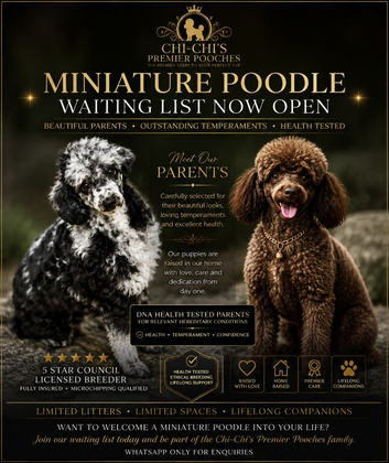 WAITING LIST Miniature Poodle puppies