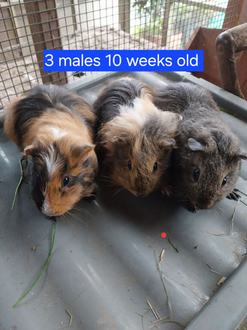 Guinea pigs for sale