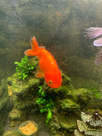 Xl goldfish